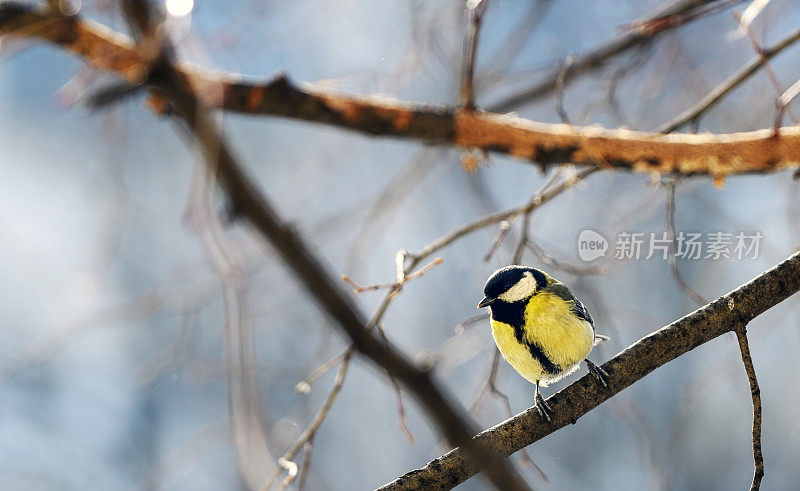 大山雀(Parus major)